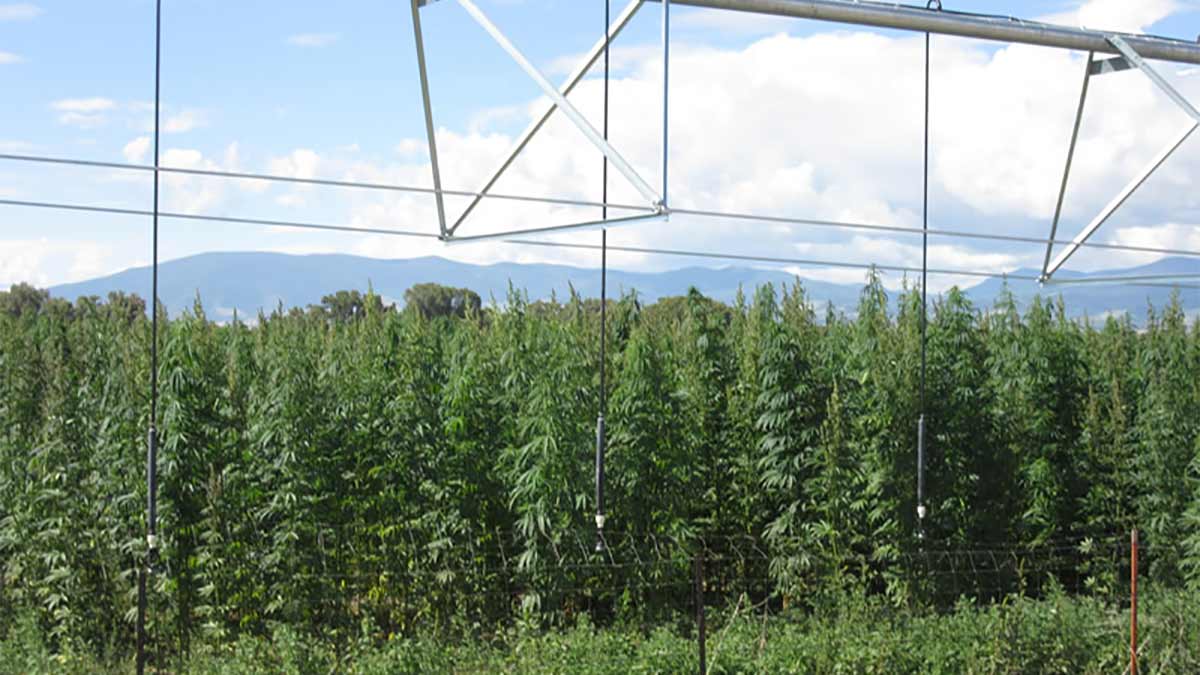 hemp overhead irrigation