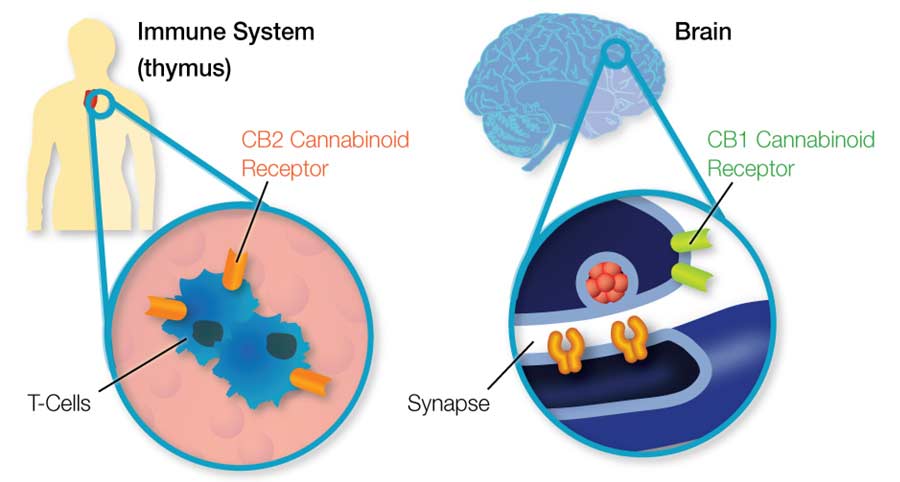 Part of why CBD’s therapeutic effects are so widespread is its ability to influence a wide range of receptor systems throughout the body.